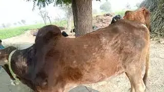 Cow buffalo chicken goat farming business Pakistan #farming