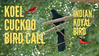 Koel Cuckoo Bird Call 👉 Indian Koyal Bird Sound