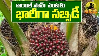 Oil Palm Cultivation | Telangana Govt to Promote Oil Palm with Subsidies | Sakshi TV Sagubadi