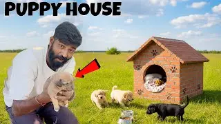 I Built A House For Homeless 🏠 Dog Family 🐕