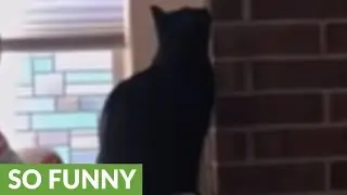 Little girl decorates cat with Christmas lights