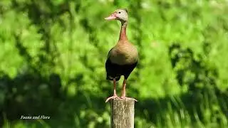 BLACK-BELLIED WHISTLING-DUCK Calling (DENDROCYGNA AUTUMNALIS), MARRECA-CABOCLA, Wildlife by the lake