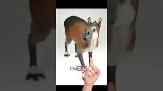 The Weird Ancestors Of Horses