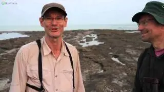 The discovery of Talaud Rail (Gymnocrex talaudensis)
