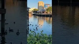A+ view +birds +diners at Washingtonian CenterMD#birdlovers #birdwatching #sunset #lakeview #resort