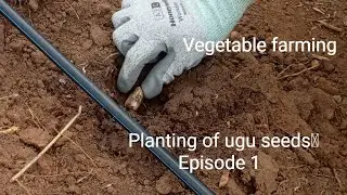 Planting of Ugu Seeds | Step-by-Step Fluted Pumpkin Planting Guide