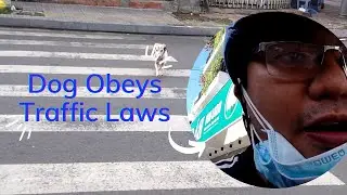 Meet A Dog Who Knows Traffic Laws | Funny Dog