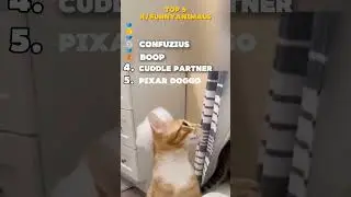 Last one of the best #funny #animals #dog #cat #reddit #cute #top #top5 #funnyanimals #pets