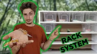Gechi Leopardini OVUNQUE!! Ho costruito un altro RACK SYSTEM!