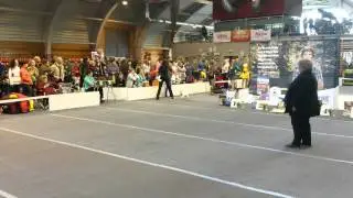 Talsi ( LATVIA ) National dog show, 3 May 2014