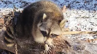 Trapping In The Winter ,You Need To Know ! #RedFox#Racoons #Trapping In Freezing Conditions