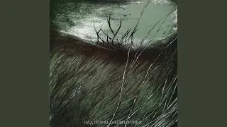 Crows