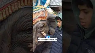 An icon of power, wrapped in elegance 🐘 #viral #viralvideo #viralshorts #trending