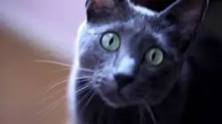 Video Capture Sample with Canon EOS 50D (with EOS CAMERA MOVIE RECORD).