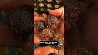 Как я собираю и обрабатываю черные грецкие орехи