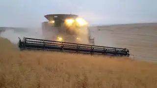 Cutting chickpeas near Culdesac,Idaho
