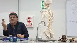 ANATOMIA - VERTEBRAS 