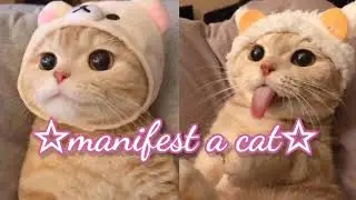 ❝manifest a cat❞ ✧ (powerful) ༄ subliminal