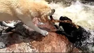 Amazing animals save each other | Animalistic TV