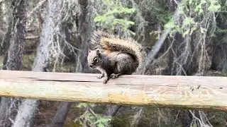 Pine #squirrel in Fenland #Trail, #Banff, Canada