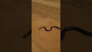 Huge Dugite wild on road