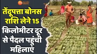 Bijapur Tendupatta Bonus : तेंदूपत्ता बोनस राशि लेने 15 किलोमीटर दूर से पैदल पहुंची महिलाएं