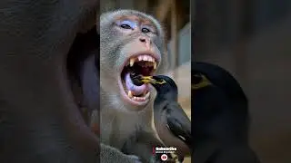 Myna helps monkey smile 🐦🐒
