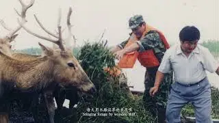 Back to the Wild: The Forty-Year Saga of Milu's Recovery in China #wildanimals #milu