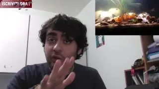 acquario e pesci da fondo. cosa è un pangio?
