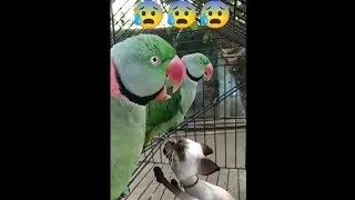 Parrot talking about way parrot sound Alexanderine Parakeet 🦜🦜🤩 #parrot #viral #alexander #shorts
