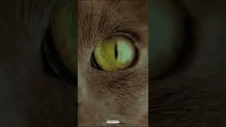 Cehennem Kapısını A&ccedil;an Kedi! 😼#konstantin #constantine