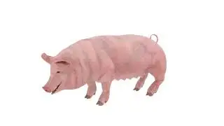 Pig Sow Landrace Rigged for Blender
