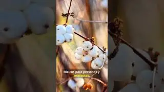 The secret of the mistletoe
