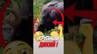 🐂 Самый крупный дикий бык в мире!