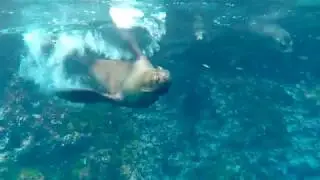The Galapagos: Conservation and Conflict [Documentary]