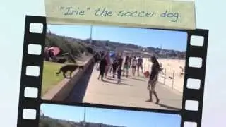 irie the soccer dog skills  bondi beach @dogfitsydney