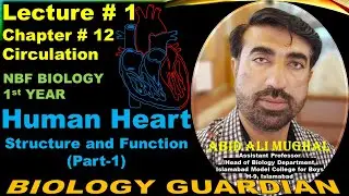 Structure and Function of Human Heart (Part-1) Lecture 1 Ch 12 NBF Biology-11 | By Abid Ali Mughal