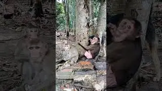 Can Monkeys Really Use Cups Like This? #monkeyvideo #monkeydluffy #monkeysr #babymonkey #monkeylove