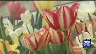 Botanic Garden of Smith College kicks off annual Spring Bulb Show