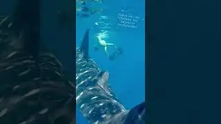 Aesthetic Whale background sounds