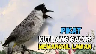 Pancingan Agar Kutilang Fighter Ampuh Naikan Emosi dan Bikin Gacor