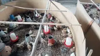 How to make a brooding room for a 1000 chicks#poultry#chicks