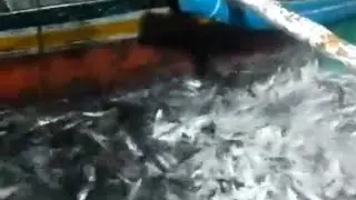 Luar biasa..!! sekali tebar puluhan ton ikan tertangkap