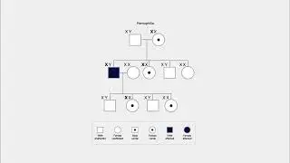 Unveiling Genetic Secrets: Exploring Sex-Linked Traits on 