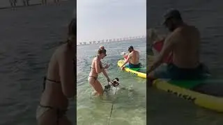 Milo chasing bikini
