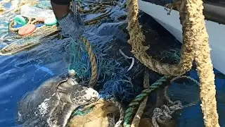 Sea Turtles  Entangled in Ghost Net Rescued