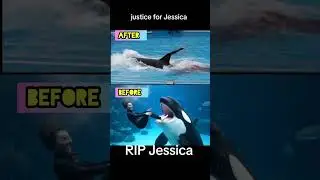 Jessica Vs Dolphin 🐬 viral video tranding #viralvideo #shortvideo #scary