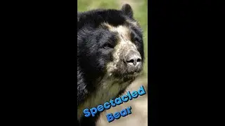 Очковый медведь &mdash; единственный медведь в Южной Америке!?