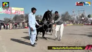 New Sani ll Ghulam Abbas Mangira ll Shula ll Horse Dance ll Jhangar Lal Nankana 2023