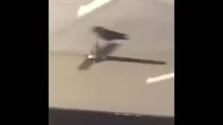 crow spinning on ceiling fan to yatagarasu but it's a perfect loop